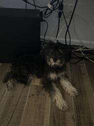 Found/Stray Female Dog last seen Next to parking lot at Simonmed Mesa Desert , Mesa, AZ 85202