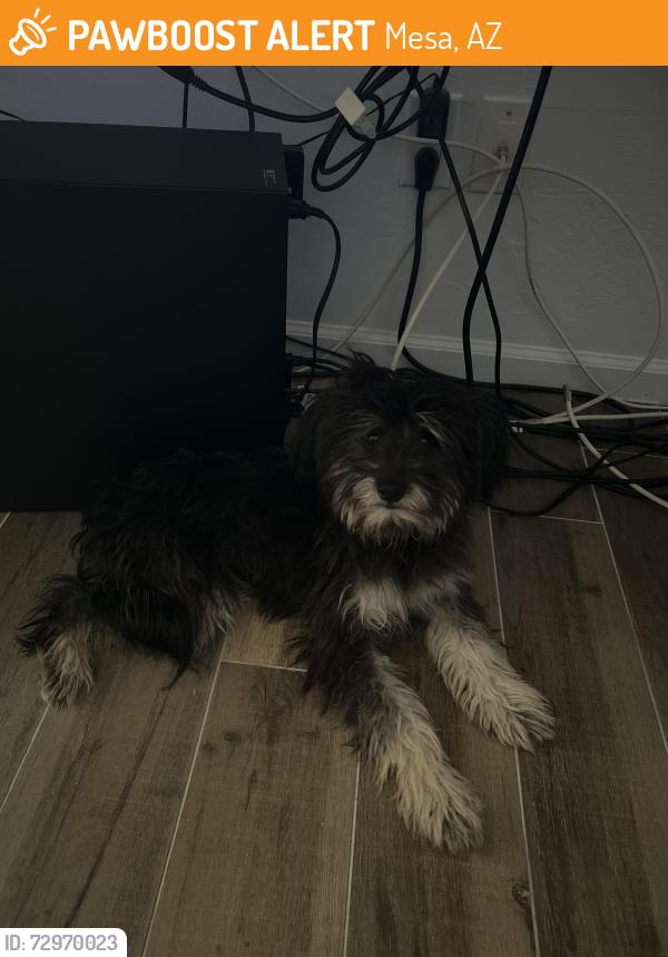 Found/Stray Female Dog last seen Next to parking lot at Simonmed Mesa Desert , Mesa, AZ 85202