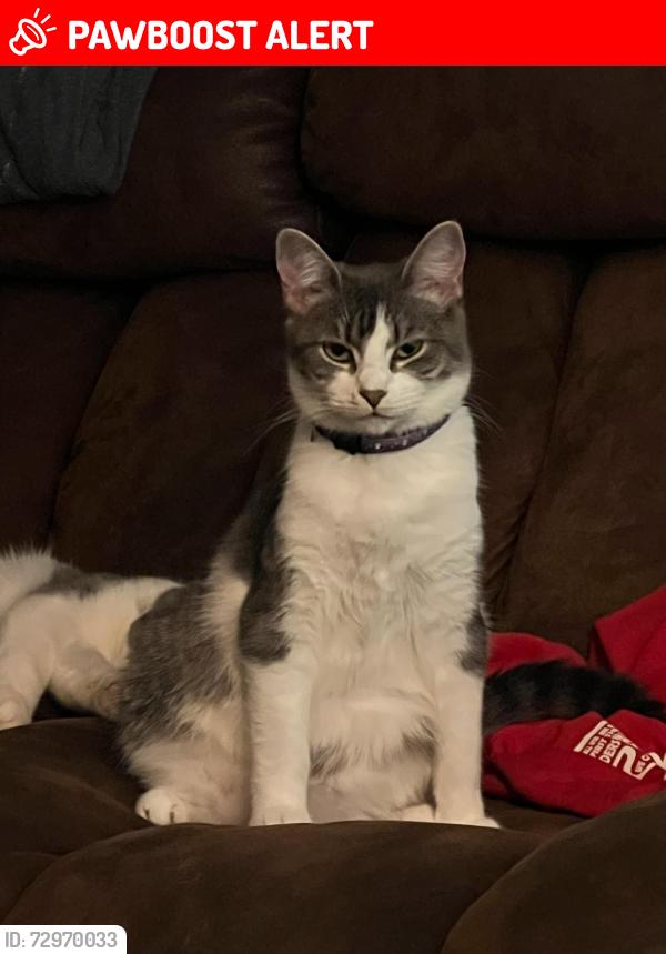 Lost Female Cat last seen Hudlow rd, Rutherford County, NC 28139