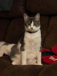 Lost Female Cat last seen Hudlow rd, Rutherford County, NC 28139