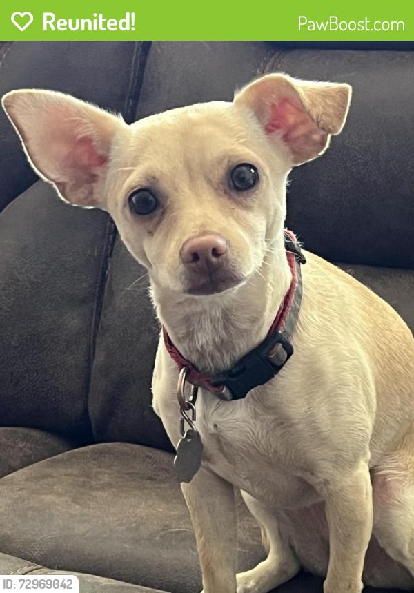 Reunited Female Dog last seen LILAC AVE, Bloomington, CA 92316