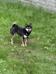 Reunited Male Dog last seen NE 141st St, Kirkland, WA 98034, USA, Kirkland, WA 98034