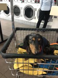 Reunited Male Dog last seen Near Towerwood Dr, Conroe, TX 77306, USA, Conroe, TX 77306