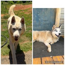 Lost Male Dog last seen off McAbee Rd, came from broad river area, Rutherford County, NC 28139