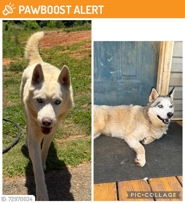 Lost Male Dog last seen off McAbee Rd, came from broad river area, Rutherford County, NC 28139