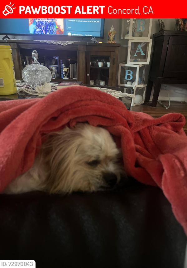 Lost Male Dog last seen Home, Concord, CA 94521
