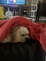 Lost Male Dog last seen Home, Concord, CA 94521