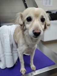 Shelter Stray Male Dog last seen North Charleston, SC 29406, North Charleston, SC 29406