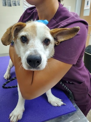 Shelter Stray Male Dog last seen North Charleston, SC 29405, North Charleston, SC 29406