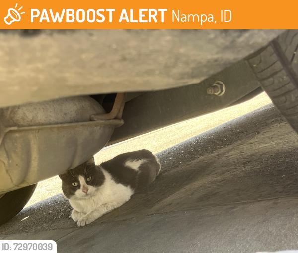 Found/Stray Unknown Cat last seen Cleveland Blvd , Nampa, ID 83651