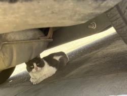 Found/Stray Unknown Cat last seen Cleveland Blvd , Nampa, ID 83651