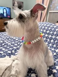 Reunited Female Dog last seen Last seen near French Park, Helotes, TX 78023