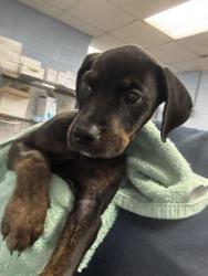 Shelter Stray Female Dog last seen Near Buford Hwy, Atlanta, GA 30341, 30341, GA, Atlanta, GA 30341