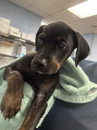 Shelter Stray Female Dog last seen Near Buford Hwy, Atlanta, GA 30341, 30341, GA, Atlanta, GA 30341