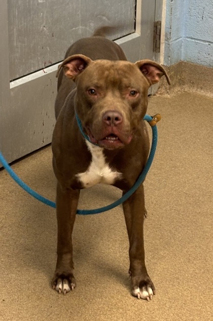 Shelter Stray Male Dog last seen Near Henderson Mill Rd, Atlanta, GA, 30341, GA, Atlanta, GA 30341
