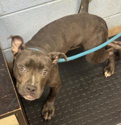 Shelter Stray Female Dog last seen Near Braeburn Cir SE, Atlanta, GA 30316, 30316, GA, Atlanta, GA 30341