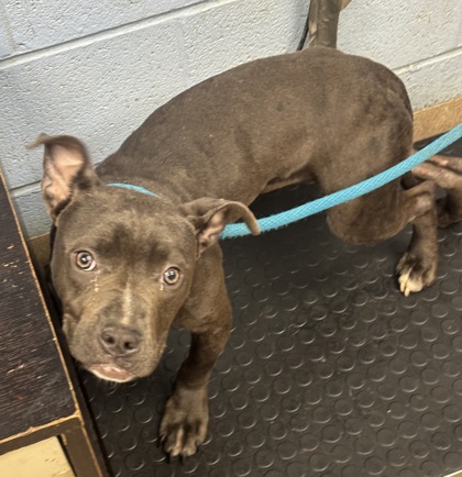 Shelter Stray Female Dog last seen Near Braeburn Cir SE, Atlanta, GA 30316, 30316, GA, Atlanta, GA 30341