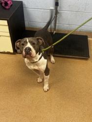 Shelter Stray Female Dog last seen Near Russwood Avenue Stone Mountain, 30083, 30083, GA, Atlanta, GA 30341