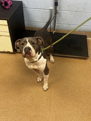 Shelter Stray Female Dog last seen Near Russwood Avenue Stone Mountain, 30083, 30083, GA, Atlanta, GA 30341