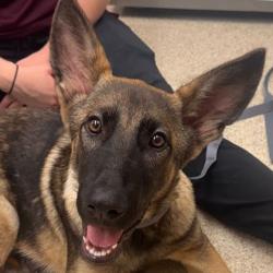 Shelter Stray Male Dog last seen Thurman Rd / FM 27, Brazos County, TX, 5359 Leonard Rd, Bryan, TX 77807, USA