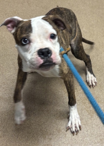 Shelter Stray Female Dog last seen Near Pennington Dr Lithonia, 30038, 30038, GA, Atlanta, GA 30341