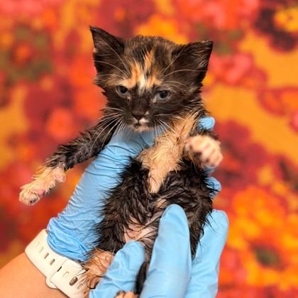 Shelter Stray Female Cat last seen College Station, TX 77845, Bryan, TX 77807