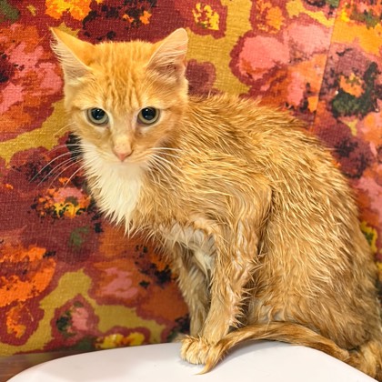 Shelter Stray Female Cat last seen College Station, TX 77845, Bryan, TX 77807