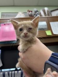 Shelter Stray Female Cat last seen Near Mitchell, District 2 - West Cleburne, TX, 2375 Service Dr, Cleburne, TX 76033, USA