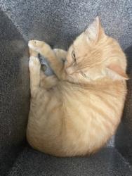 Shelter Stray Unknown Cat last seen DeSoto, TX , Cedar Hill, TX 75104