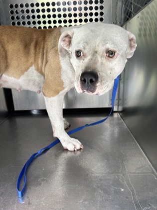 Shelter Stray Female Dog last seen Lubbock, TX 79412, Fort Worth, TX 76119