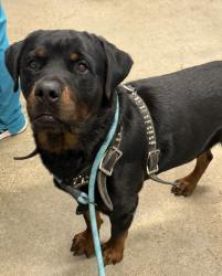 Shelter Stray Male Dog last seen Near Mead, 3rd District, OH, 9203 Detroit Ave, Cleveland, OH 44102, USA