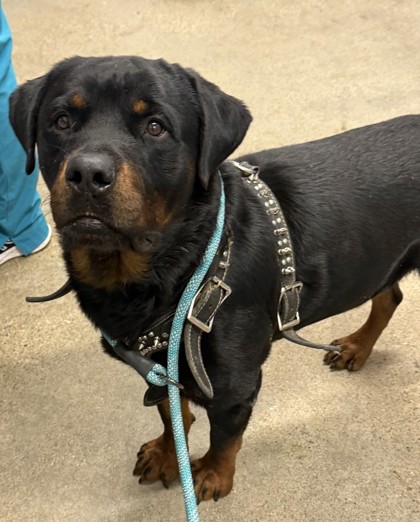 Shelter Stray Male Dog last seen Near Mead, 3rd District, OH, 9203 Detroit Ave, Cleveland, OH 44102, USA