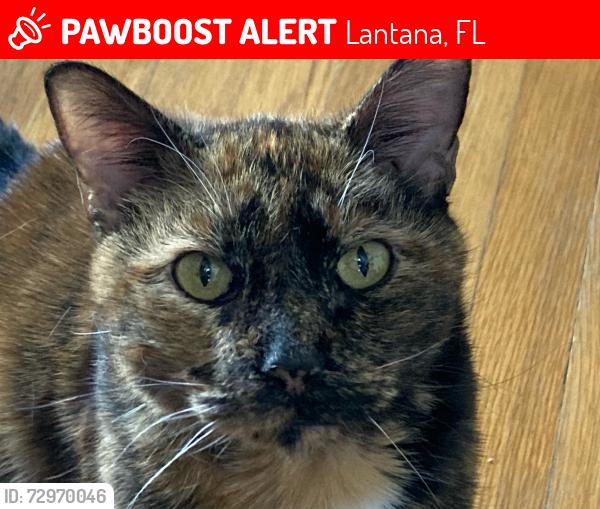 Lost Female Cat last seen By the old lantana pizza , Lantana, FL 33462