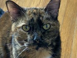 Lost Female Cat last seen By the old lantana pizza , Lantana, FL 33462