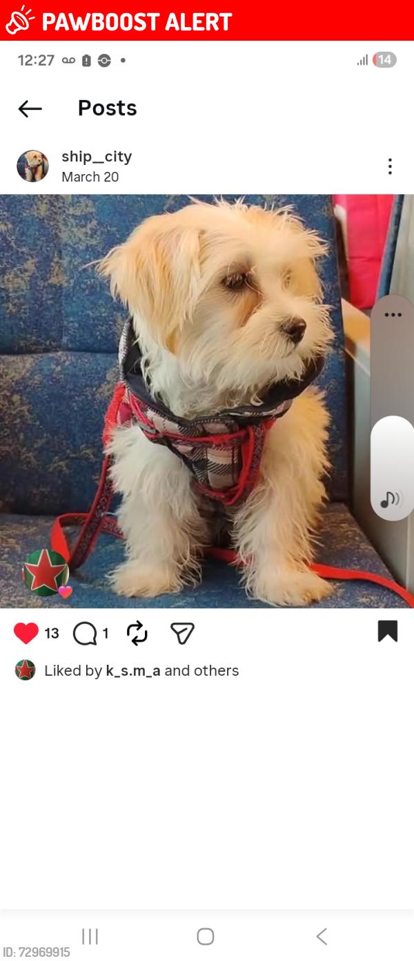 Lost Female Dog last seen Macs Circle K Conce eince store, Mississauga, ON L4T 1A8