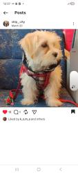 Lost Female Dog last seen Macs Circle K Conce eince store, Mississauga, ON L4T 1A8