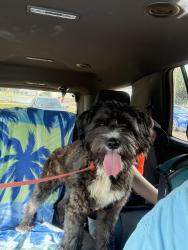 Found/Stray Male Dog last seen Dutton point/ lakecrest , Lakecrest, TX 77493