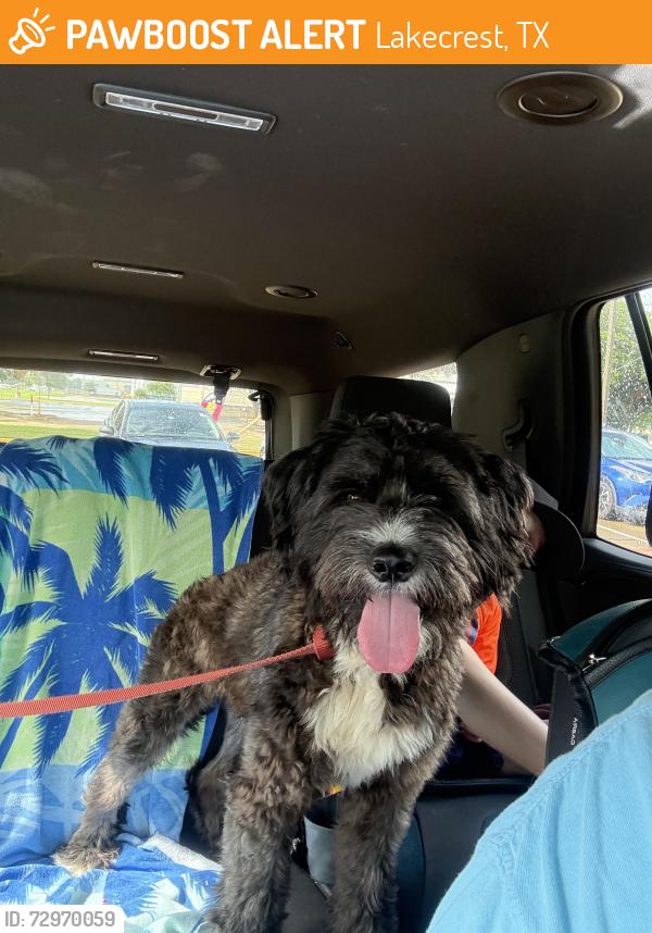 Found/Stray Male Dog last seen Dutton point/ lakecrest , Lakecrest, TX 77493