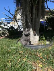 Reunited Female Cat last seen Falconfire way, Los Sonetos drive and Cadman , San Diego, CA 92114