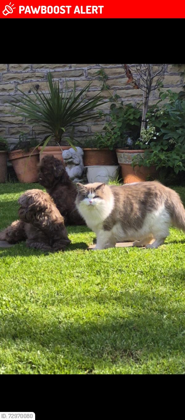 Lost Female Cat last seen Croston road, Lostock Hall, England PR5 5LA