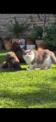 Lost Female Cat last seen Croston road, Lostock Hall, England PR5 5LA