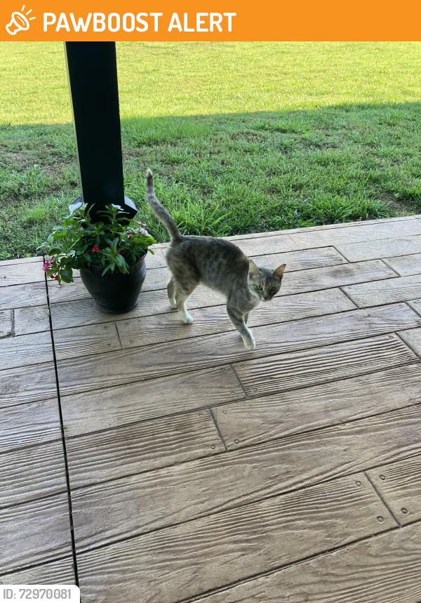 Found/Stray Unknown Cat last seen My Lebanon and goodjoin, Spartanburg County, SC 29651