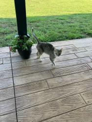 Found/Stray Unknown Cat last seen My Lebanon and goodjoin, Spartanburg County, SC 29651