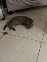 Found/Stray Female Cat last seen Samsclub parking lot, El Monte, CA 91731
