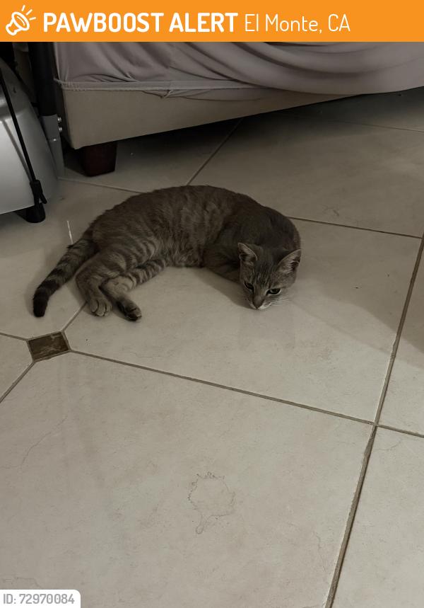 Found/Stray Female Cat last seen Samsclub parking lot, El Monte, CA 91731