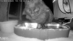 Lost Male Cat last seen Highway 27, Sparta, WI 54656