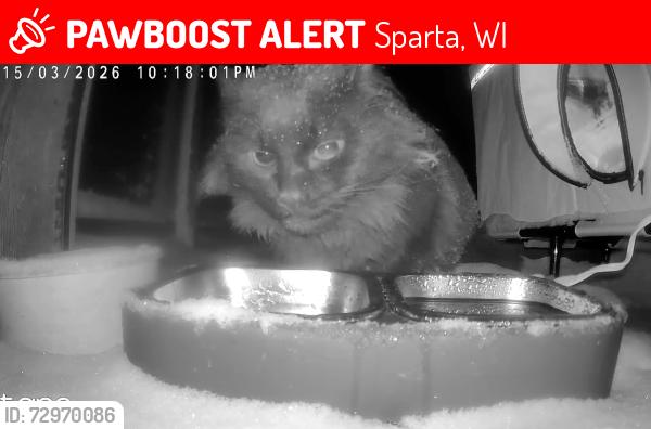 Lost Male Cat last seen Highway 27, Sparta, WI 54656