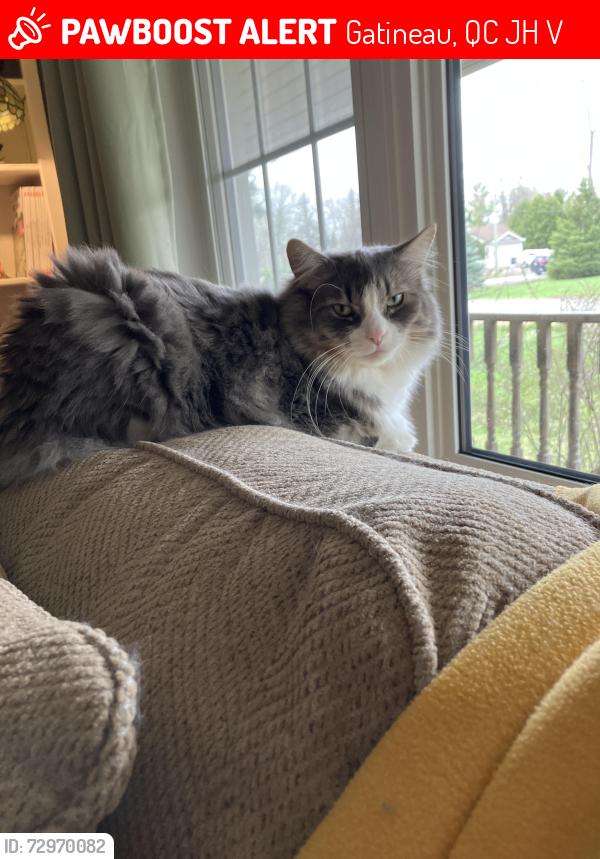 Lost Male Cat last seen Veteran Road, Lakeview, Aylmer, Gatineau, QC J9H 1V3