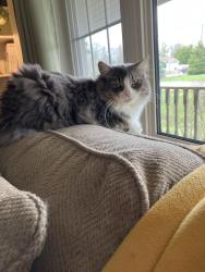 Lost Male Cat last seen Veteran Road, Lakeview, Aylmer, Gatineau, QC J9H 1V3