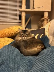Reunited Female Cat last seen St. Rose of Lima Catholic Church, Denver, CO 80223